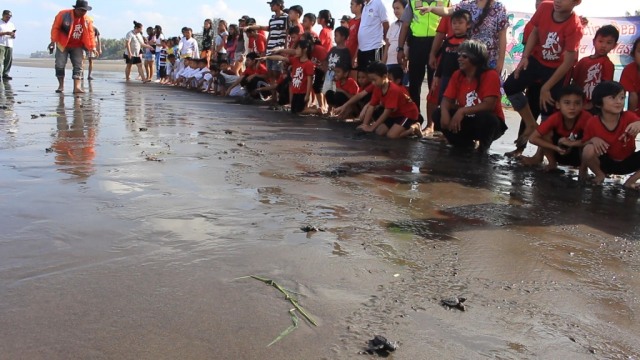 Upaya Konservasi Penyu oleh Warga Yeh Gangga di Tabanan Bali